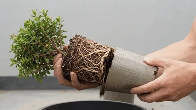 Gardener Removing Potted Plant From Plastic Container