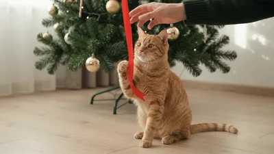 Ginger Cat Playing With Red Ribbon Near Christmas Tree