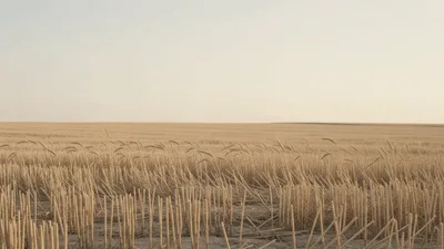 Golden Wheat Field Stubble After Harvest At Sunset