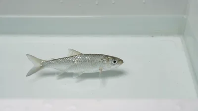 Small Silver Fish Swimming In A White Tank