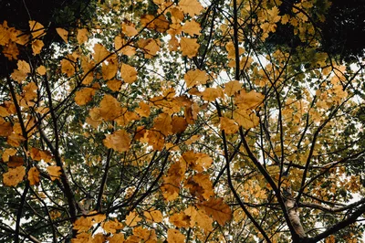 Autumn Leaves On Tree Branches Against Sky