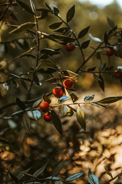Butcher's Broom Plant With Red Berries