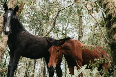 Two Horses Standing Together In A Lush Forest
