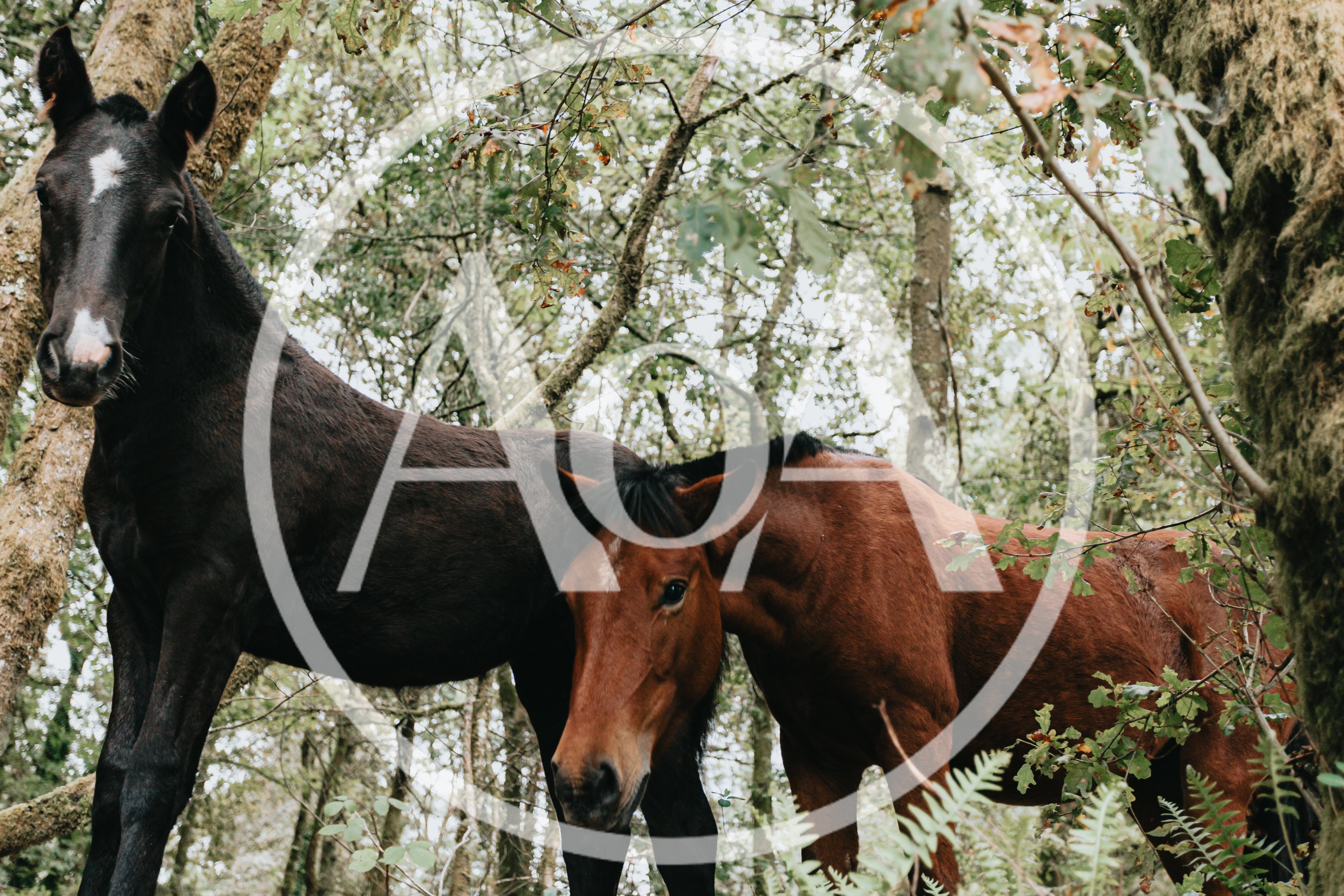 Two Horses Standing Together In A Lush Forest