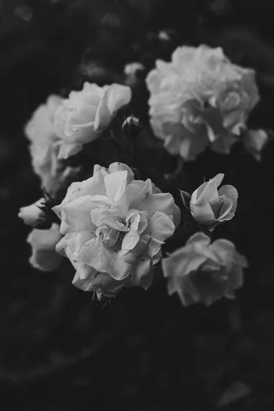 Black and White Close Up of Blooming Roses