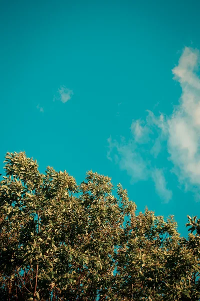 Green Tree Canopy Against A Bright Blue Sky