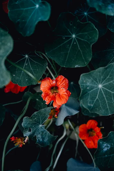 Vibrant Orange Nasturtium Flowers Among Dark Green Foliage