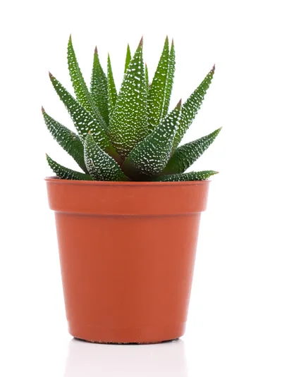 Haworthia Fasciata Succulent Plant in Brown Plastic Pot
