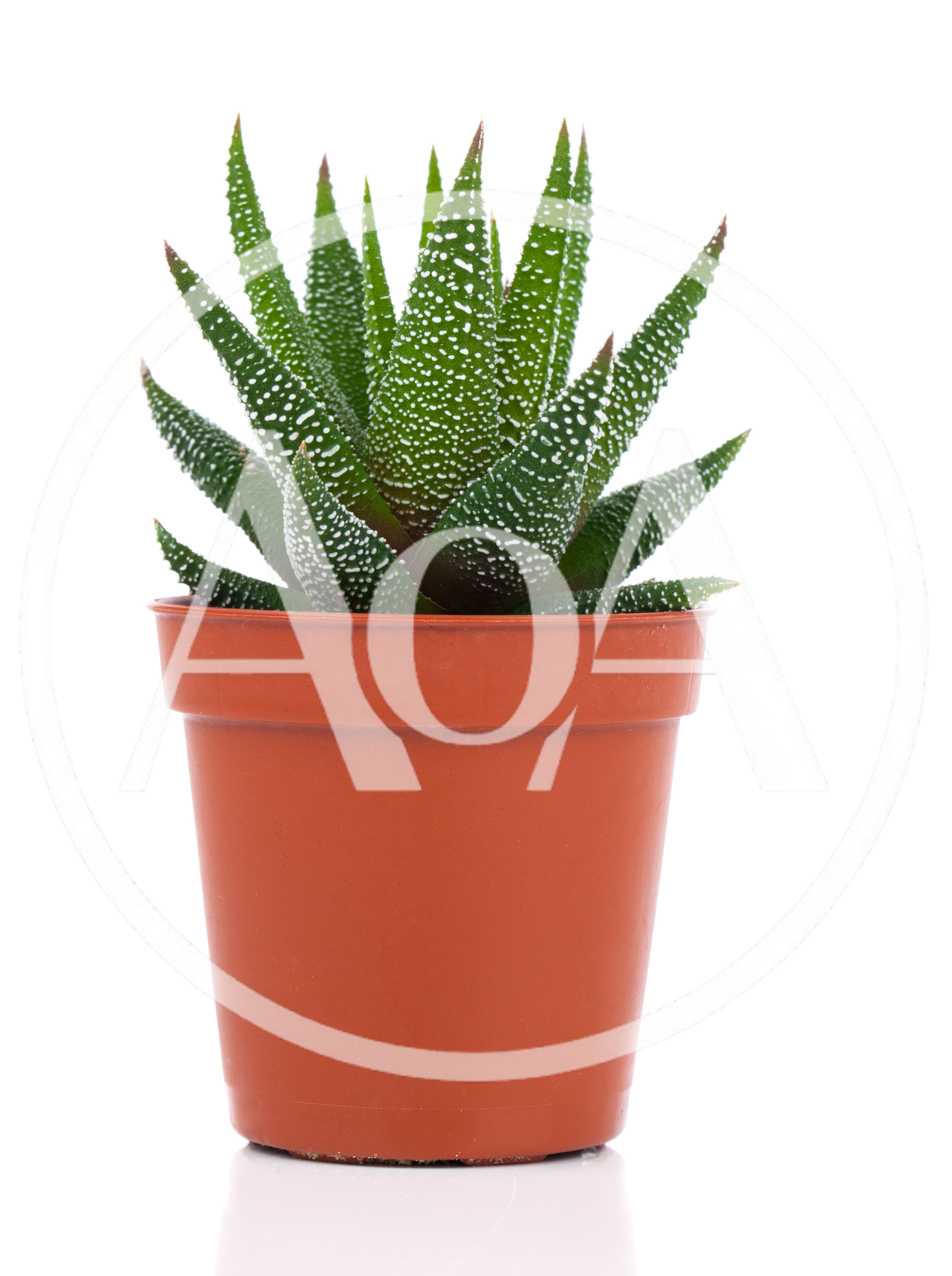 Haworthia Fasciata Succulent Plant in Brown Plastic Pot