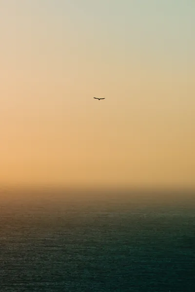 Lone Bird Flying Over The Ocean At Sunset