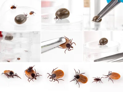 Ticks Collected for Laboratory Research and Analysis