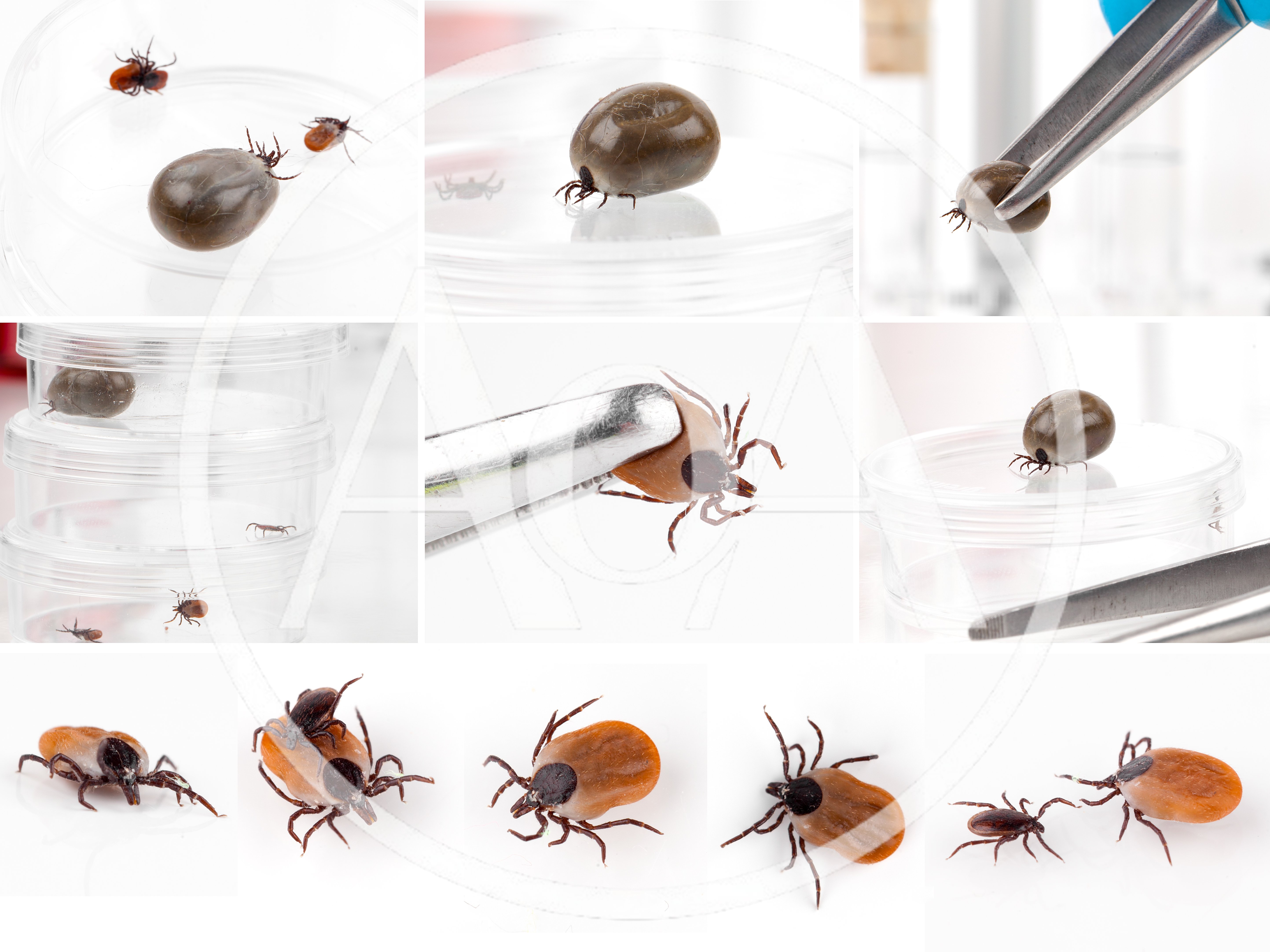 Ticks Collected for Laboratory Research and Analysis