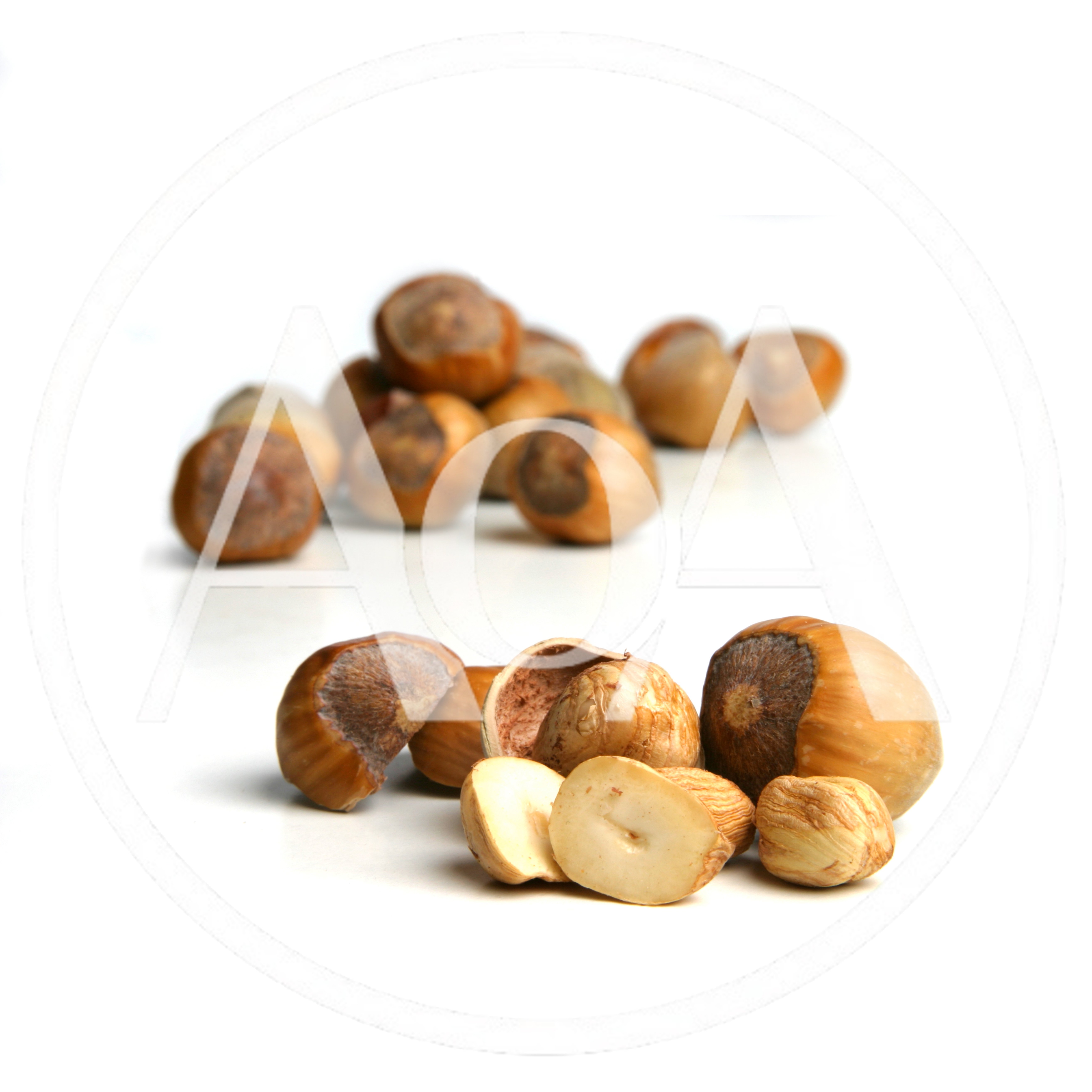 Fresh Hazelnuts With Shells On White Background