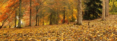 Autumn Forest Floor Covered In Fallen Golden Leaves