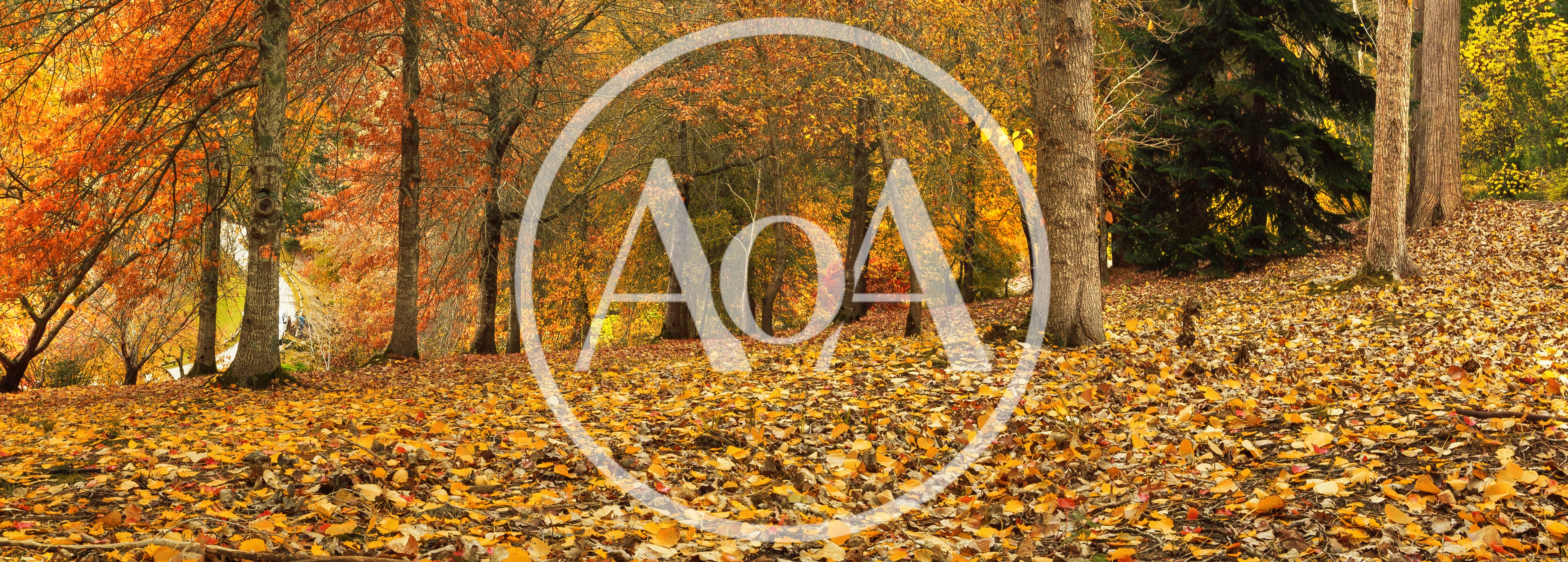 Autumn Forest Floor Covered In Fallen Golden Leaves