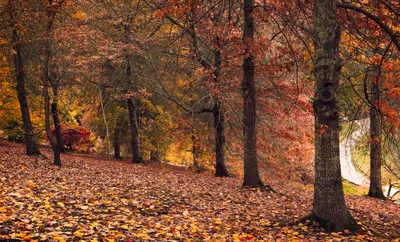 Autumn Forest Landscape With Fallen Leaves