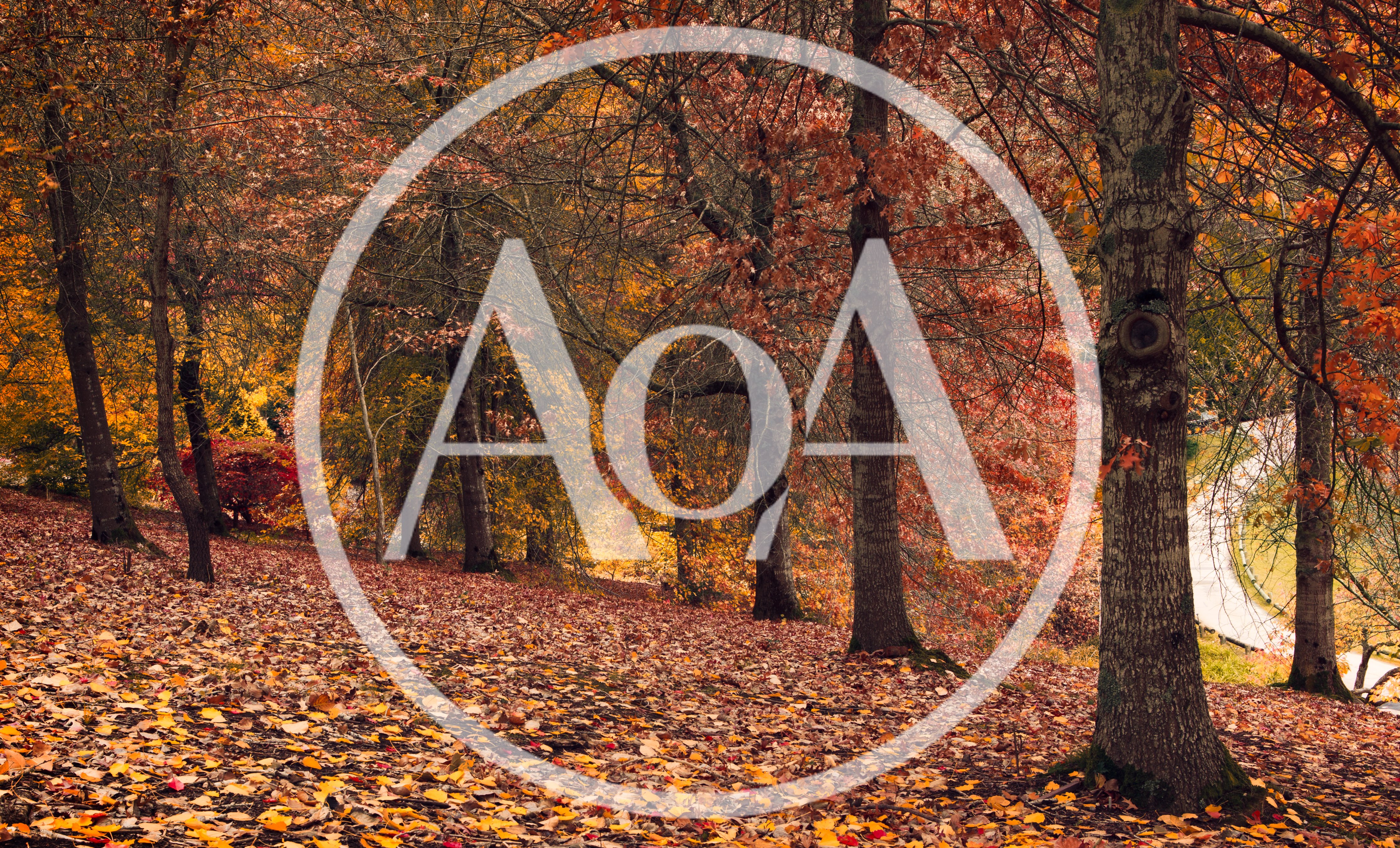 Autumn Forest Landscape With Fallen Leaves