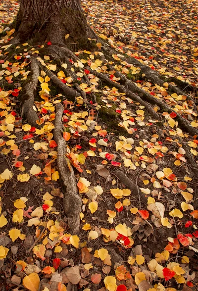 Tree Roots Surrounded By Colorful Autumn Leaves