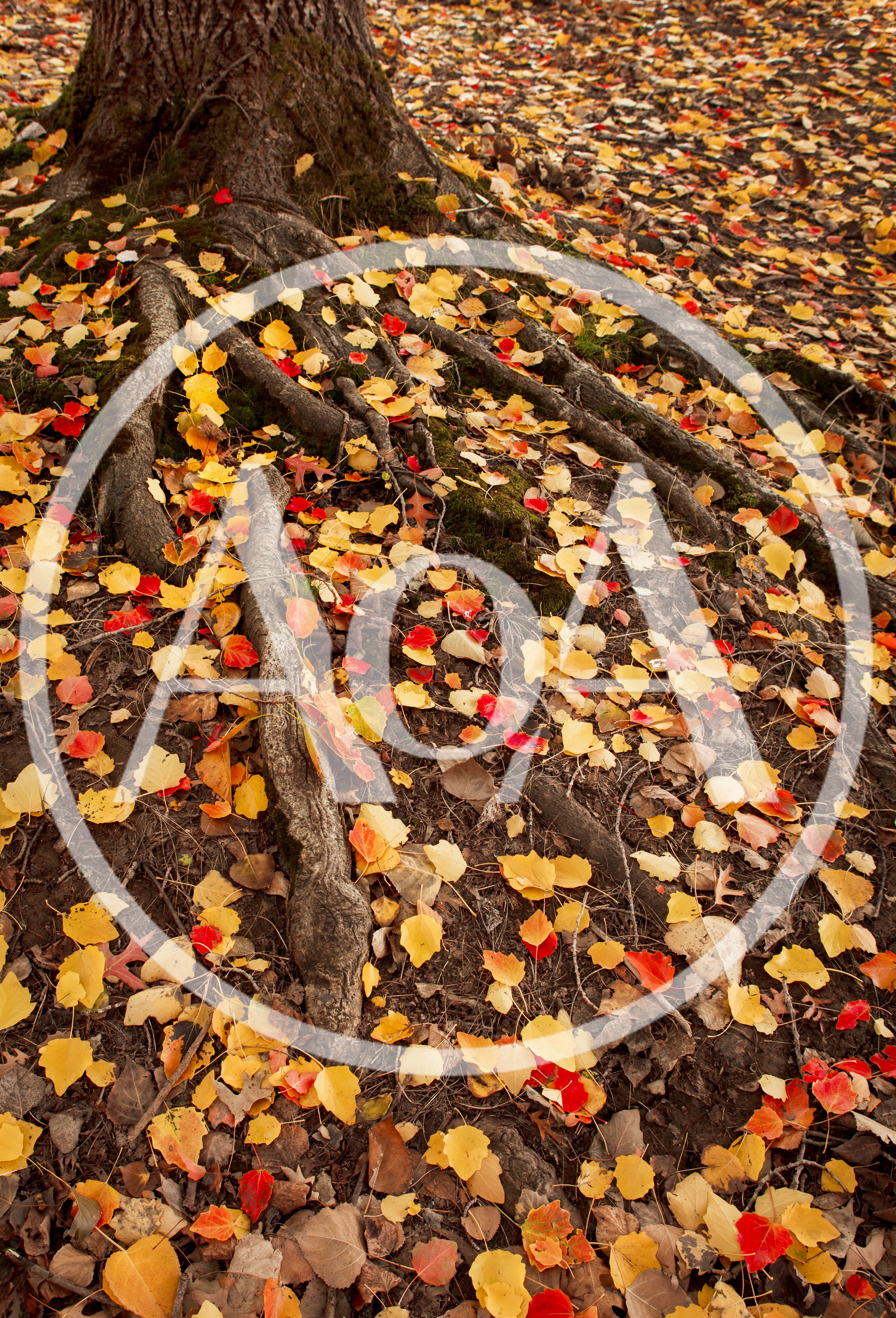 Tree Roots Surrounded By Colorful Autumn Leaves