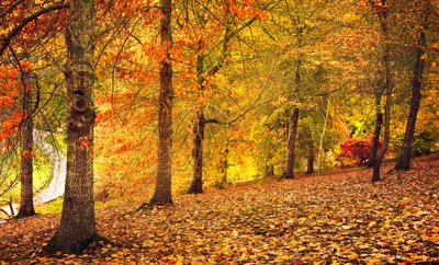 Autumn Forest Landscape With Golden Foliage And Fallen Leaves