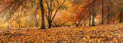 Autumn Forest Landscape With Fallen Golden Leaves