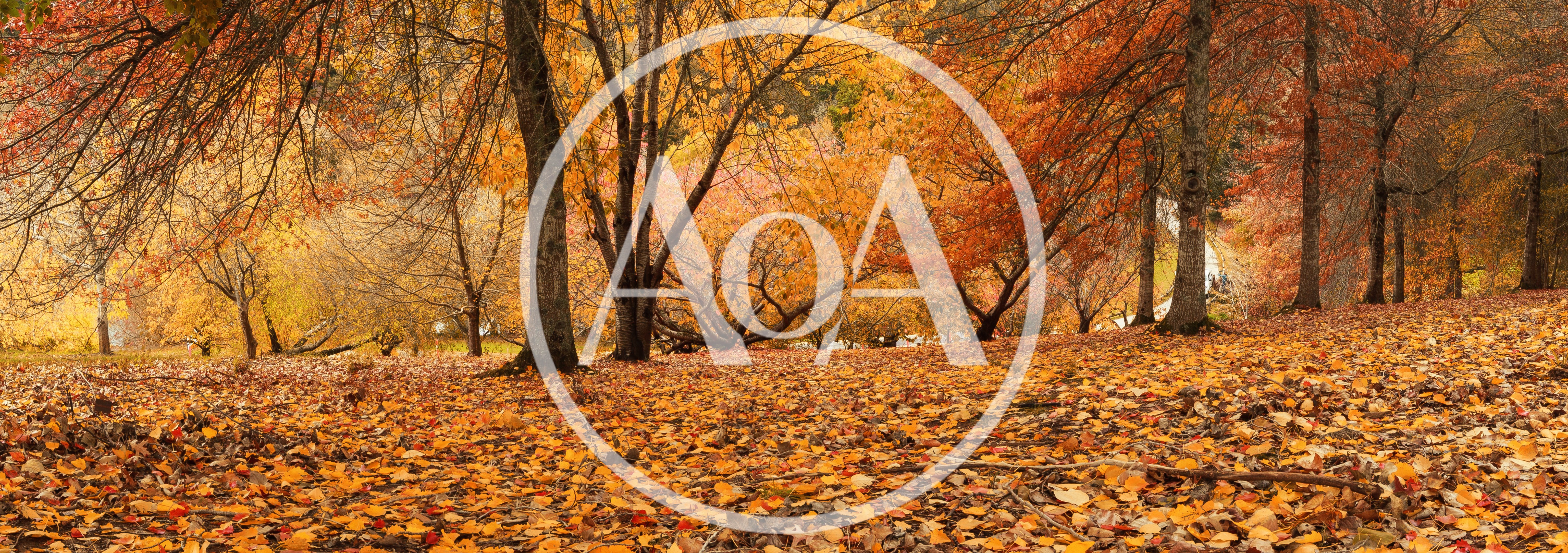 Autumn Forest Landscape With Fallen Golden Leaves