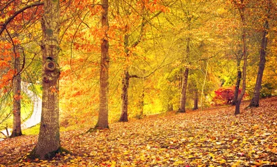 Golden Autumn Forest Path With Fallen Leaves
