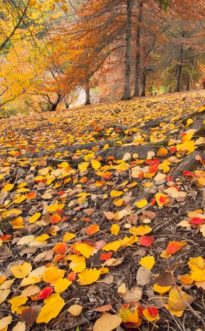 Autumn Forest Floor Covered In Fallen Leaves