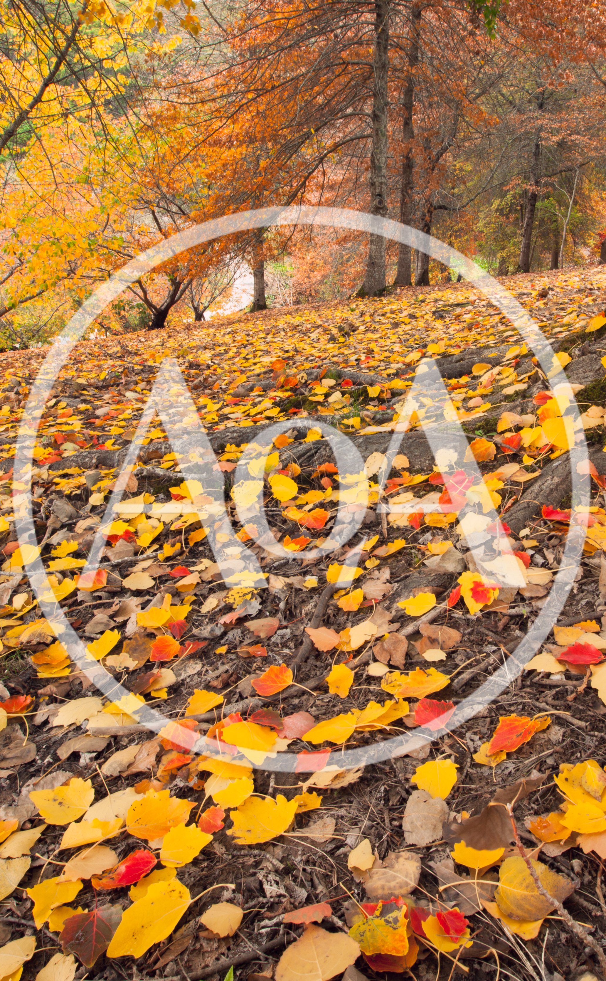 Autumn Forest Floor Covered In Fallen Leaves