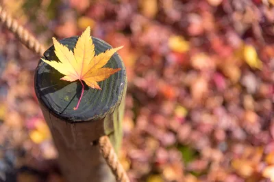 Yellow Maple Leaf Resting On A Wooden Post