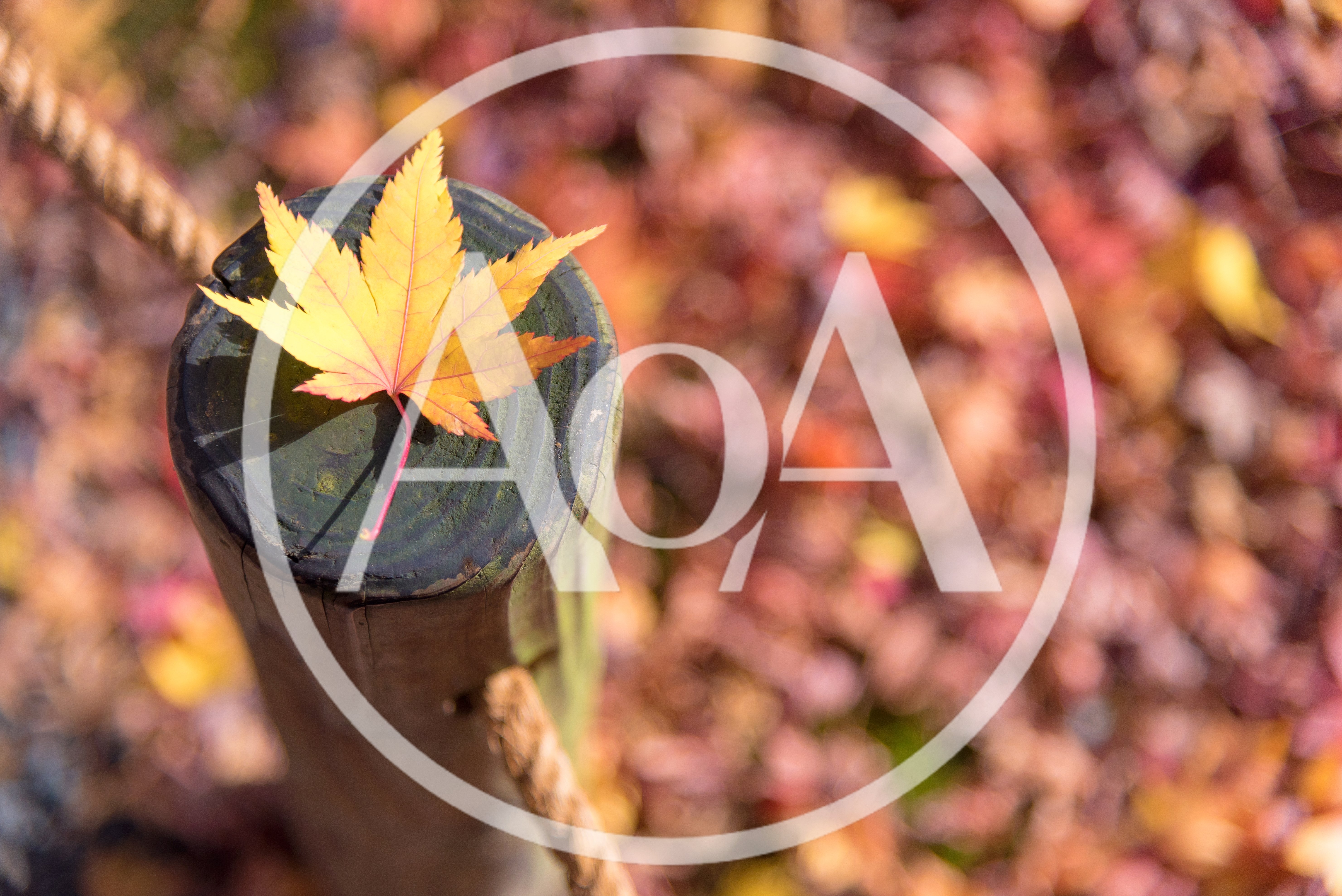 Yellow Maple Leaf Resting On A Wooden Post