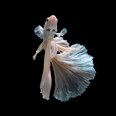 White Halfmoon Betta Fish Swimming Against Black Background