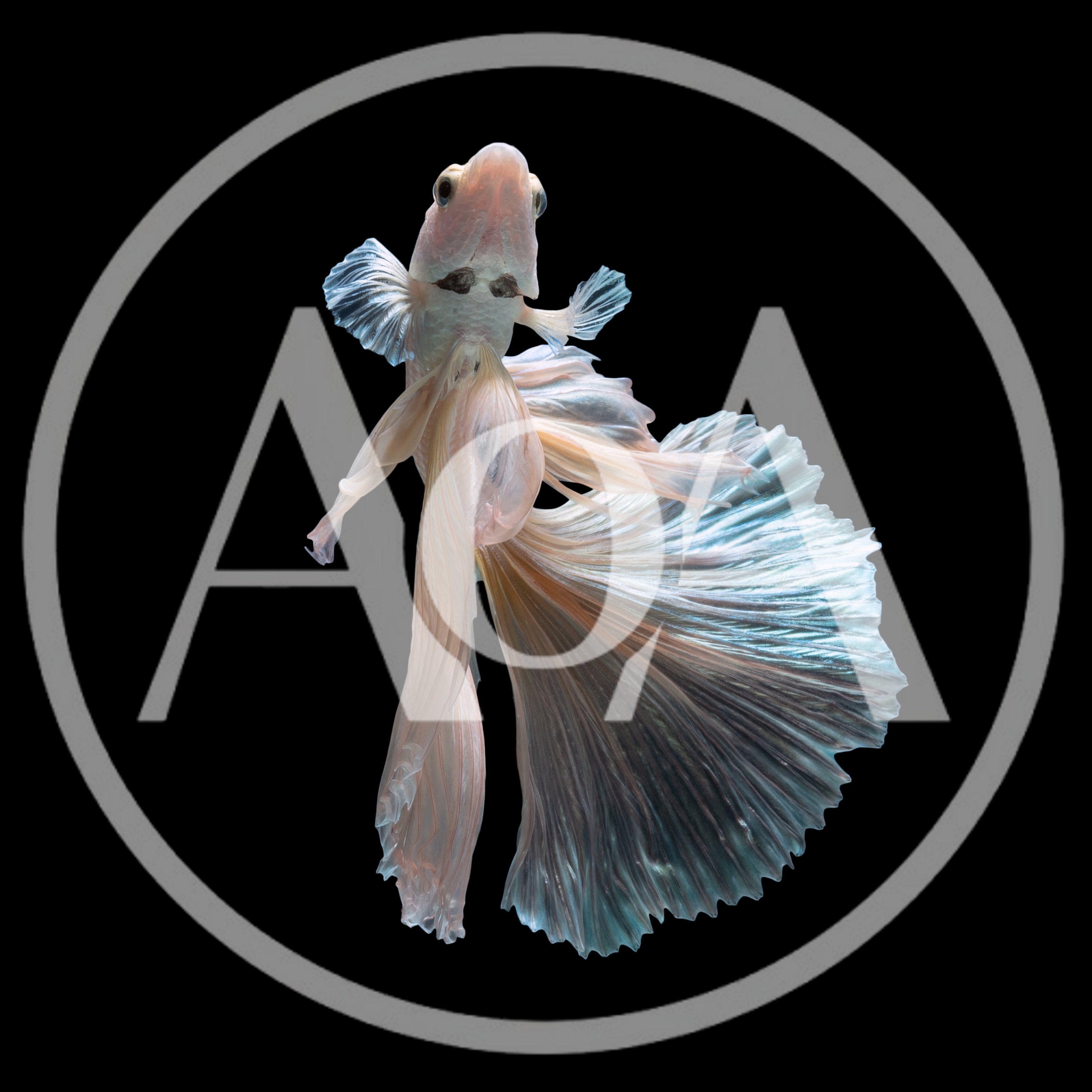 White Halfmoon Betta Fish Swimming Against Black Background
