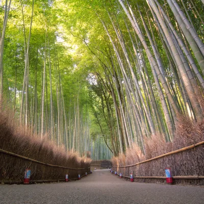 Arashiyama Bamboo Grove Path In Kyoto Japan