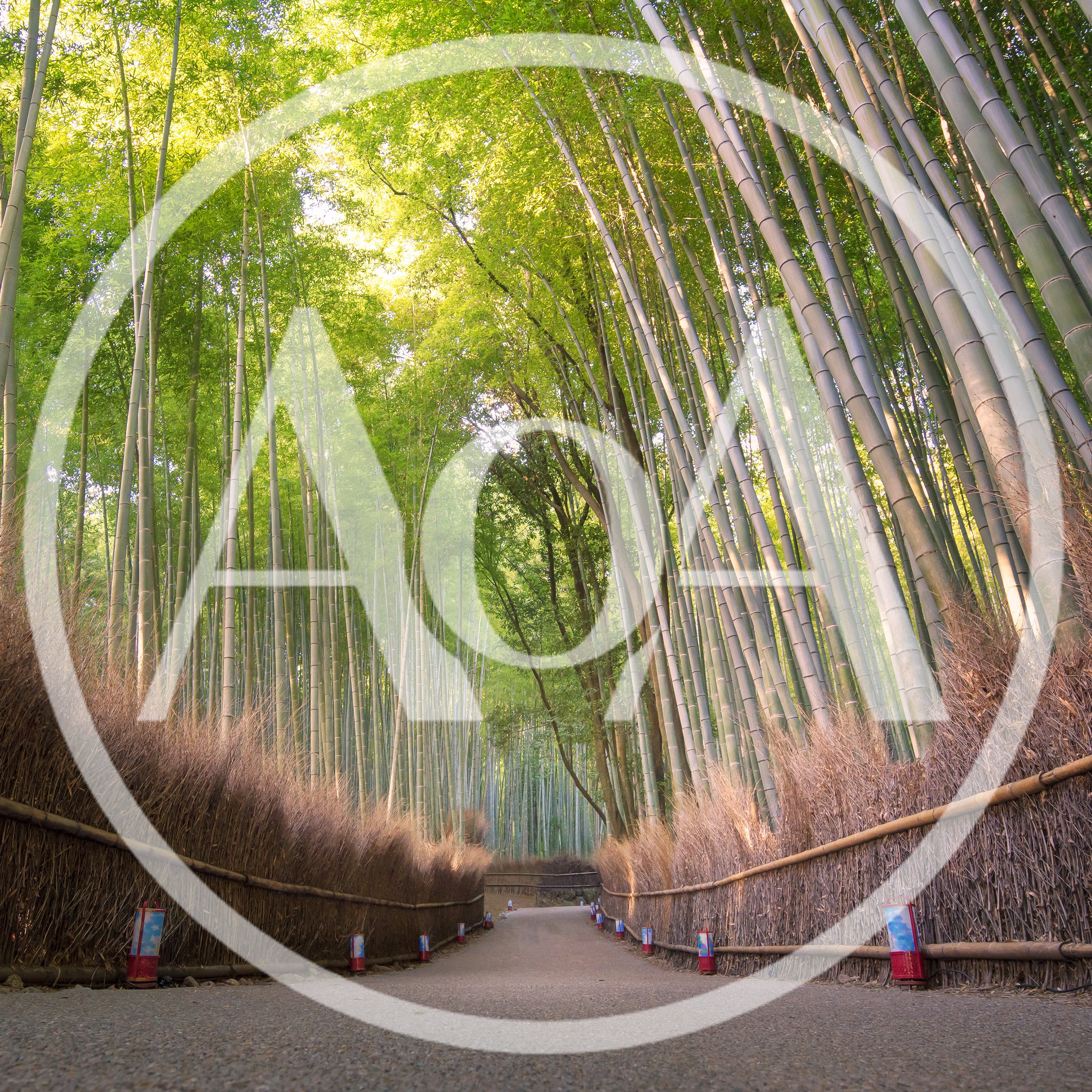 Arashiyama Bamboo Grove Path In Kyoto Japan