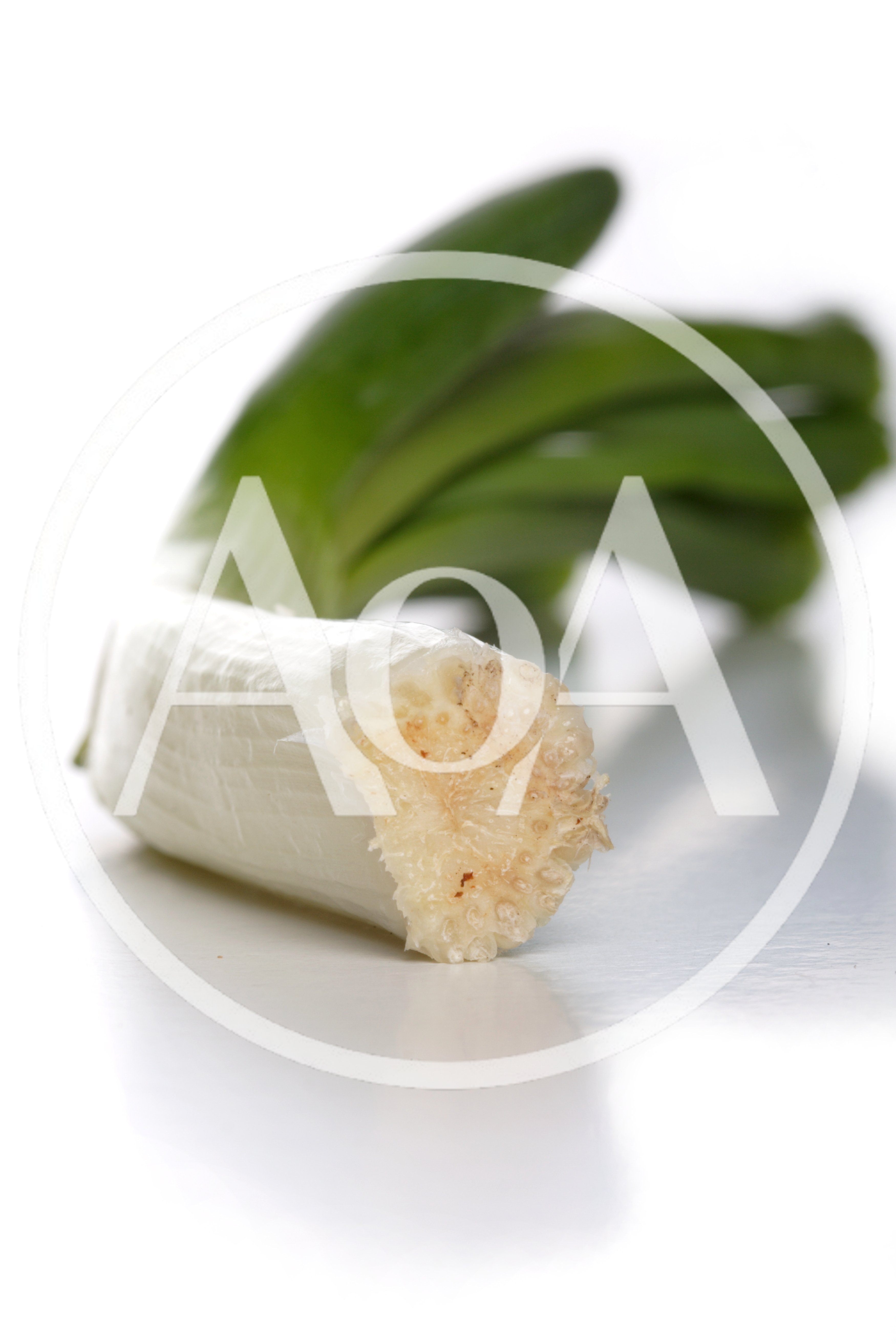 Fresh Green Onion Stalk On White Background