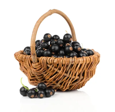 Fresh Blackcurrants In A Woven Wicker Basket