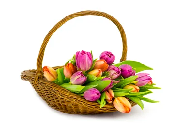 Wicker Basket Filled With Colorful Spring Tulips