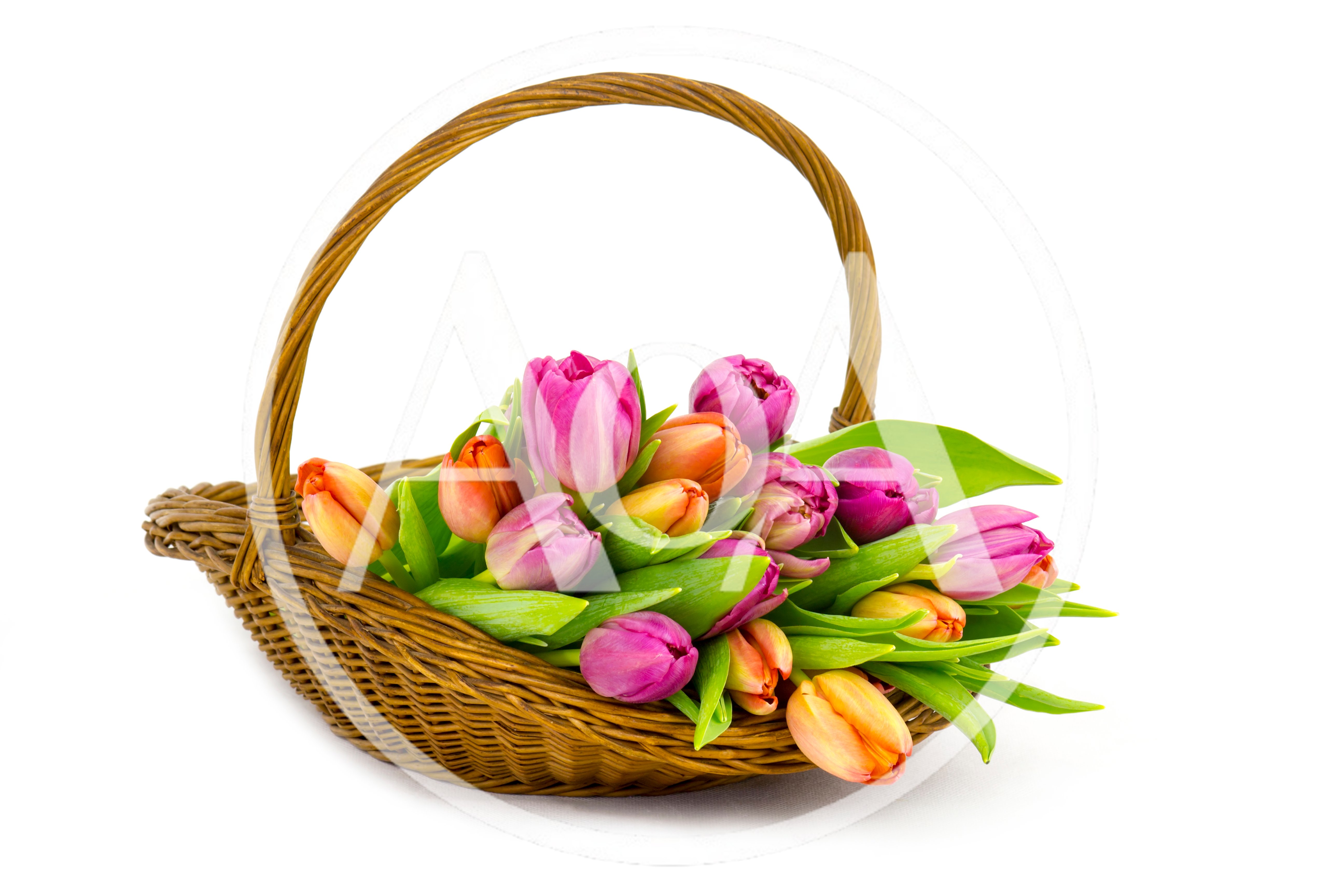 Wicker Basket Filled With Colorful Spring Tulips