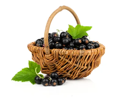 Fresh Black Currants in a Wicker Basket