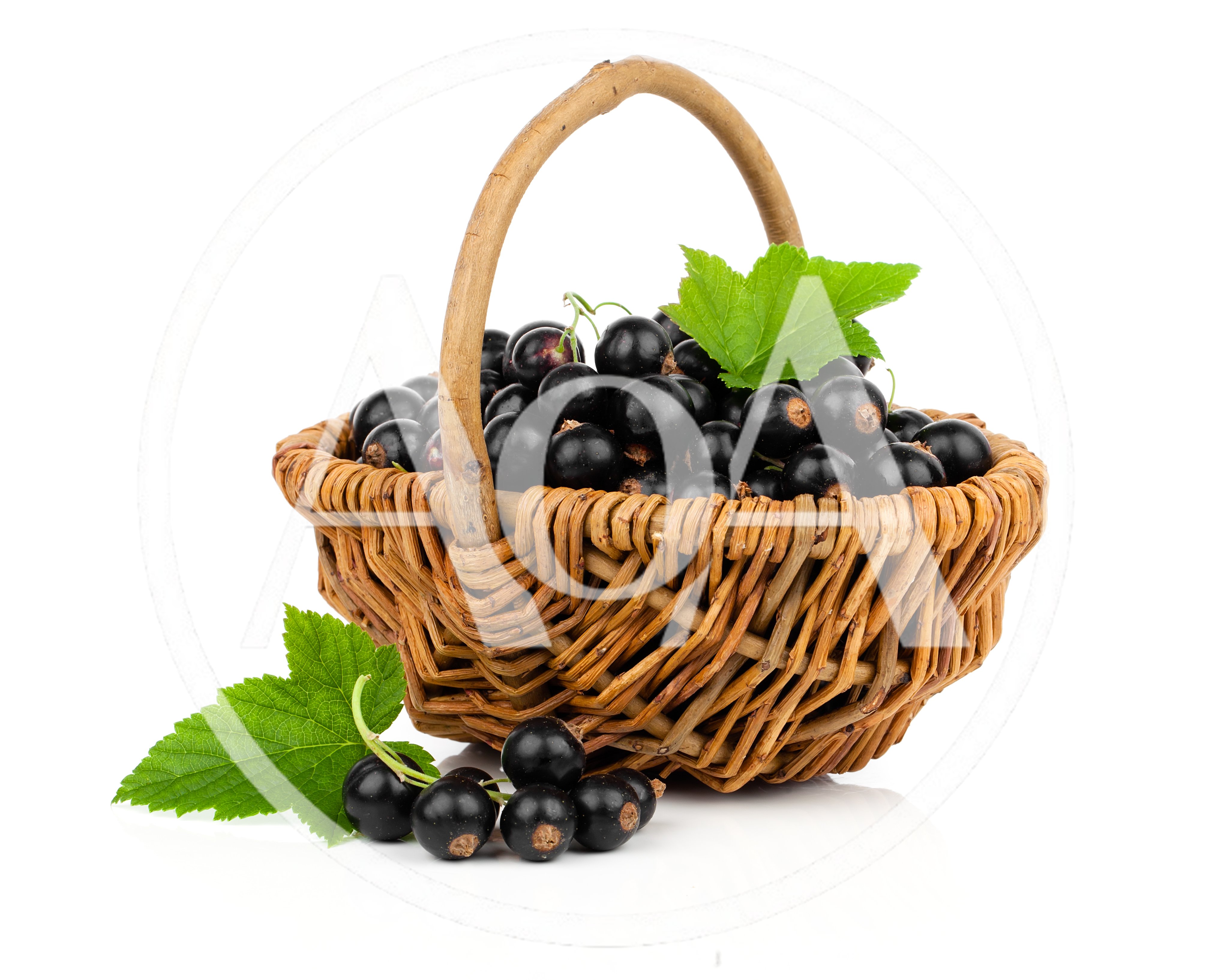 Fresh Black Currants in a Wicker Basket
