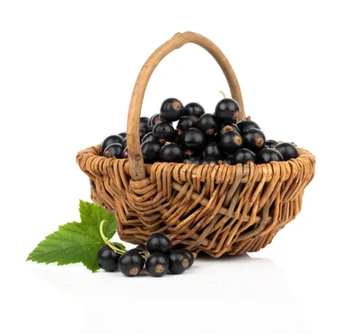 Fresh Blackcurrants In A Wicker Basket