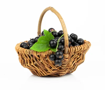 Fresh Blackcurrants In A Woven Wicker Basket