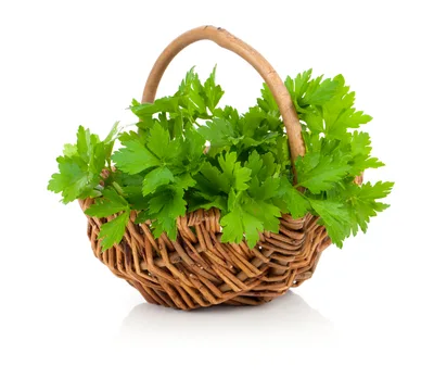 Fresh Green Parsley In A Woven Basket