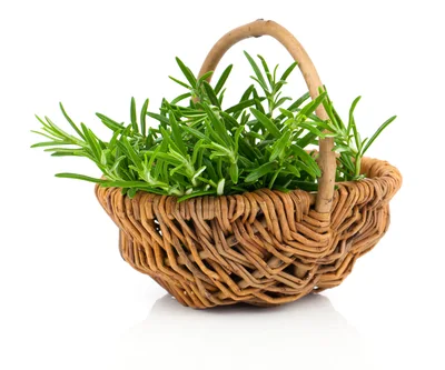 Fresh Rosemary Sprigs In A Woven Wicker Basket