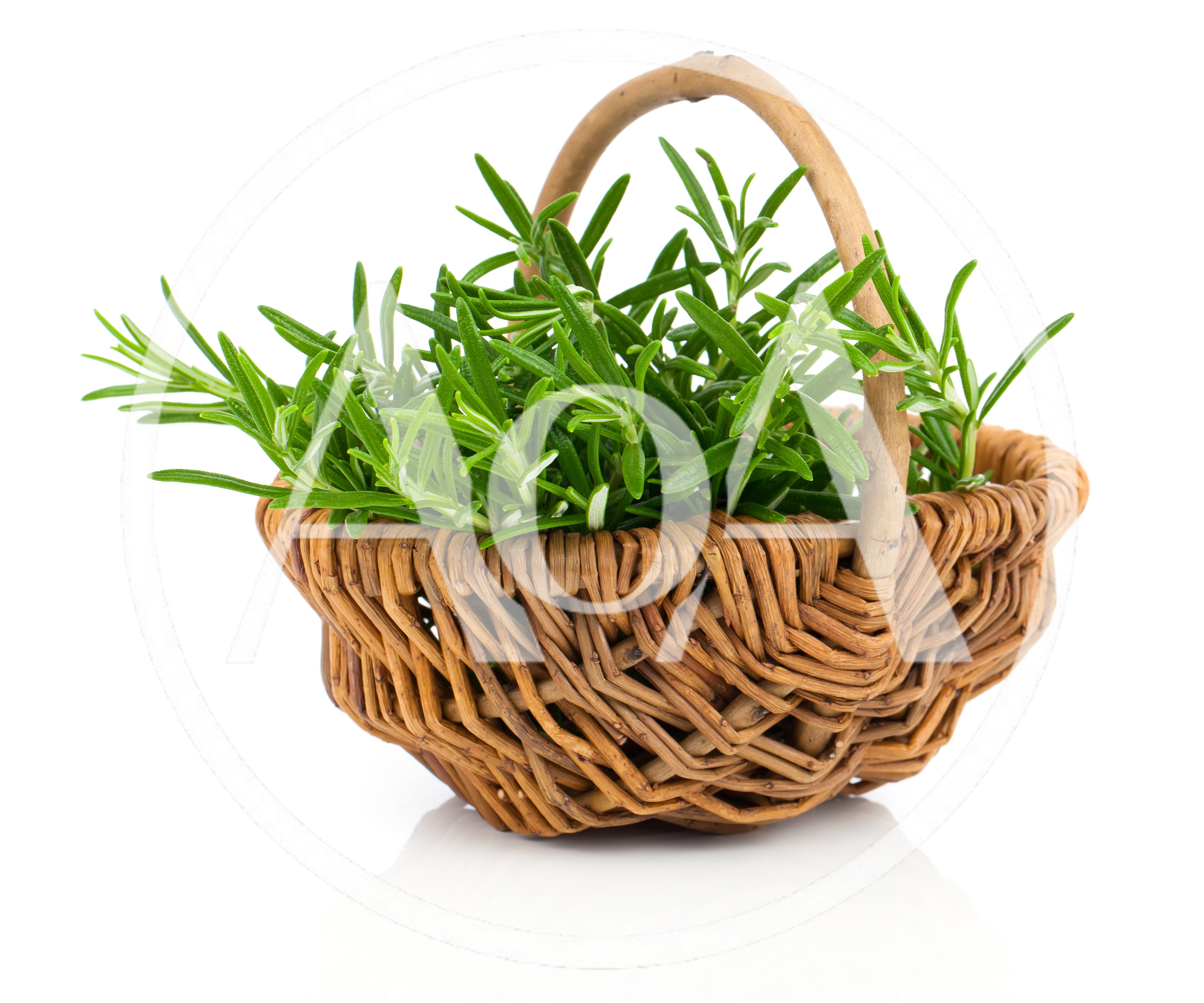 Fresh Rosemary Sprigs In A Woven Wicker Basket