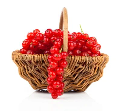 Fresh Red Currants In A Wicker Basket