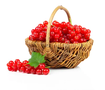 Fresh Red Currants In A Wicker Basket