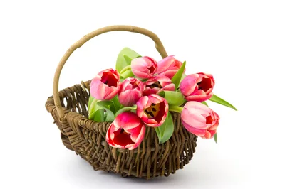 Pink Tulips In A Woven Wicker Basket