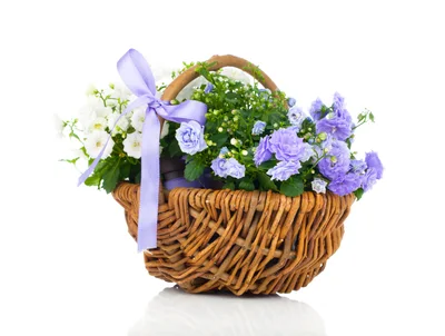 Wicker Basket With White And Purple Bellflowers